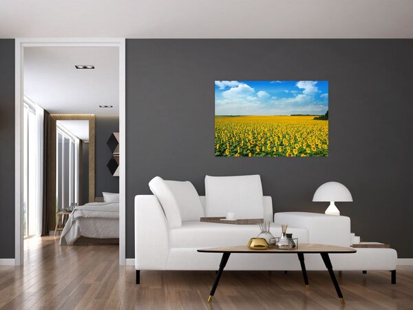 Tablou - câmp cu floarea soarelui (90x60 cm)