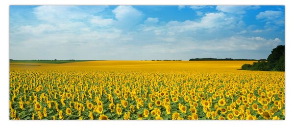 Tablou - câmp cu floarea soarelui (120x50 cm)