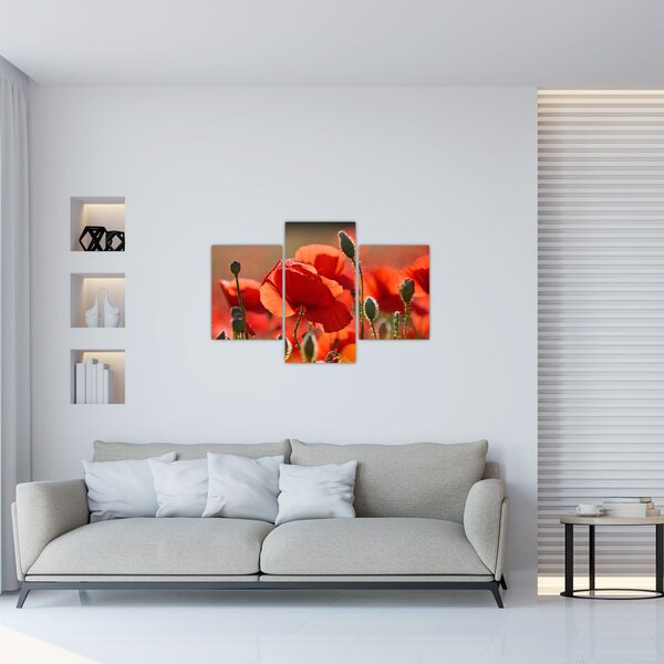 Tablou cu flori de maci (90x60 cm)