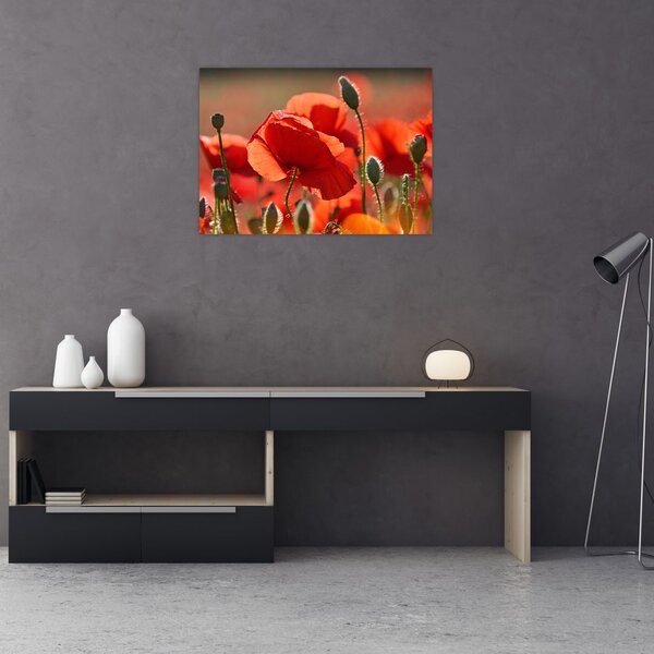 Tablou cu flori de maci (70x50 cm)