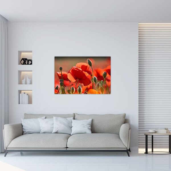 Tablou cu flori de maci (90x60 cm)
