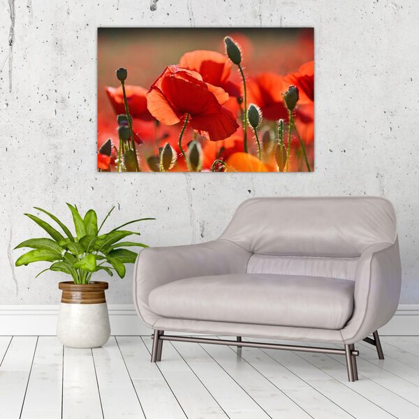 Tablou cu flori de maci (90x60 cm)