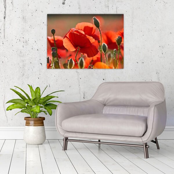 Tablou cu flori de maci (70x50 cm)