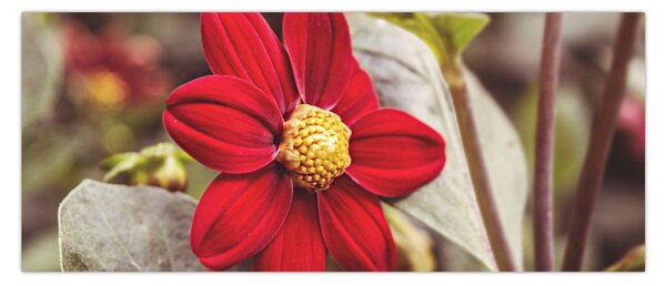 Tablou cu floare (120x50 cm)