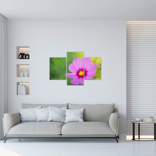 Tablou - floare de câmp (90x60 cm)