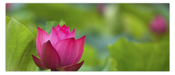 Tablou - floare de apă (120x50 cm)