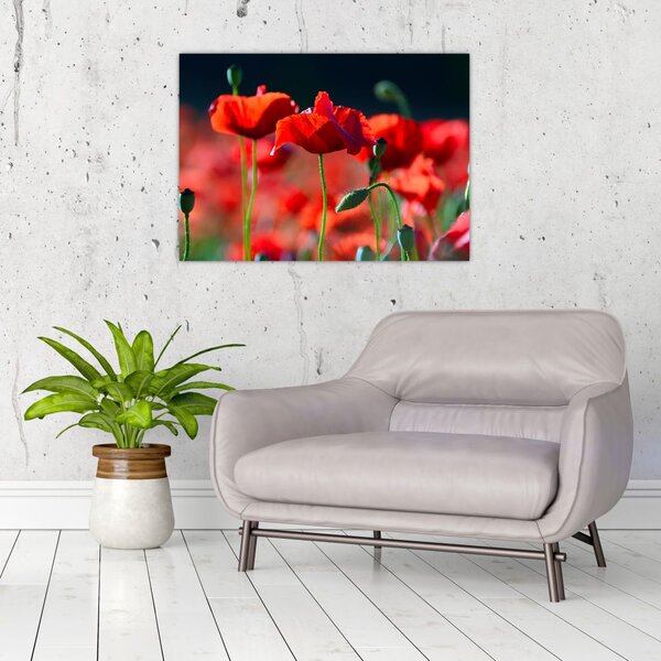 Tablou - flori de maci (70x50 cm)