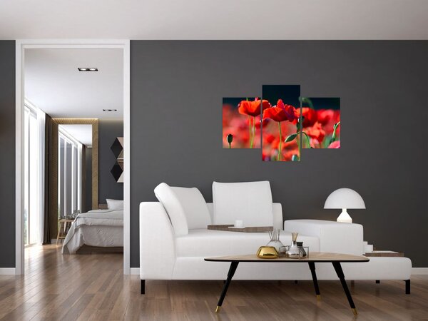 Tablou - flori de maci (90x60 cm)
