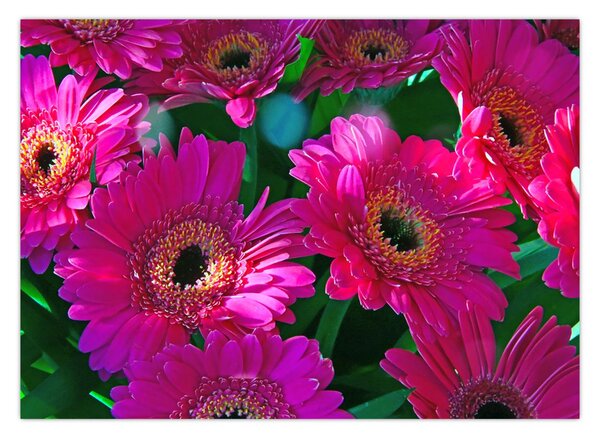Tablou - floare (70x50 cm)
