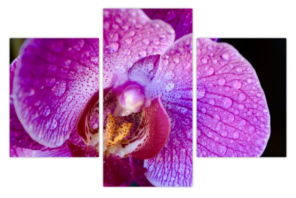 Tablou detailat cu floare de orhidee (90x60 cm)