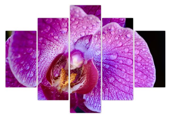 Tablou detailat cu floare de orhidee (150x105 cm)