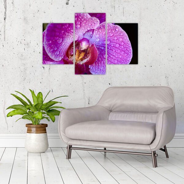 Tablou detailat cu floare de orhidee (90x60 cm)