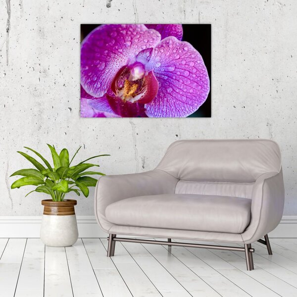 Tablou detailat cu floare de orhidee (70x50 cm)