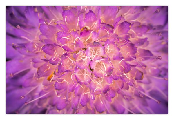 Tablou detailat cu floare (90x60 cm)
