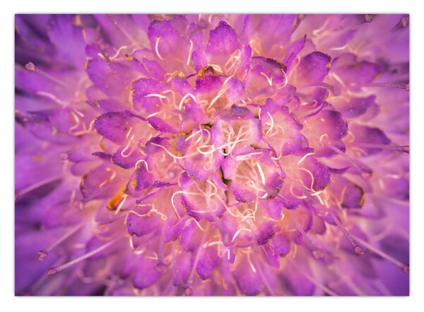 Tablou detailat cu floare (70x50 cm)