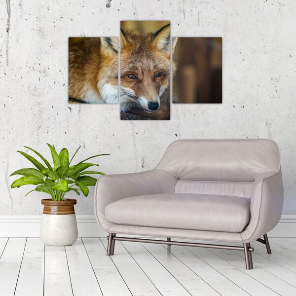 Tablou cu vulpe (90x60 cm)