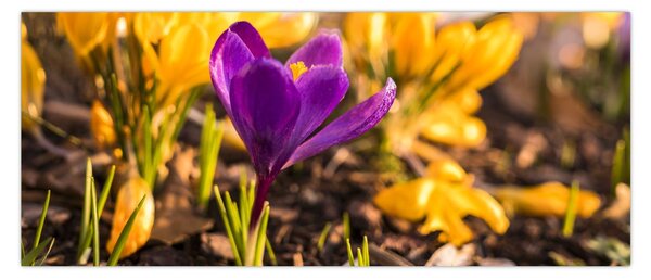 Tablou cu floare violetă (120x50 cm)