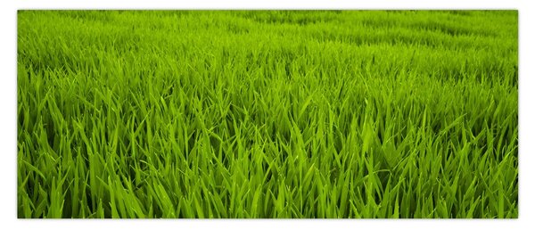 Tablou cu iaraba (120x50 cm)