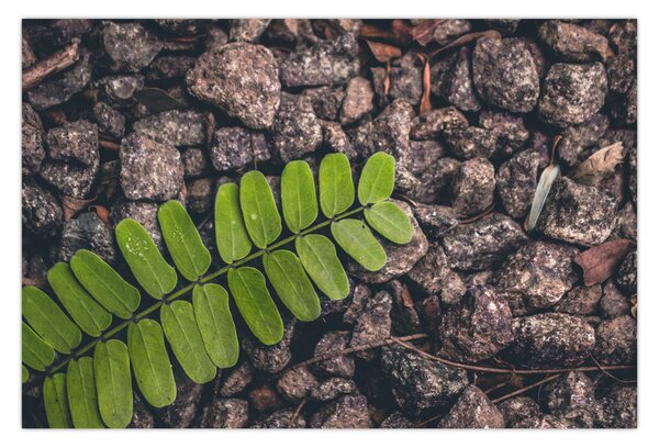 Tablou cu planta verde (90x60 cm)