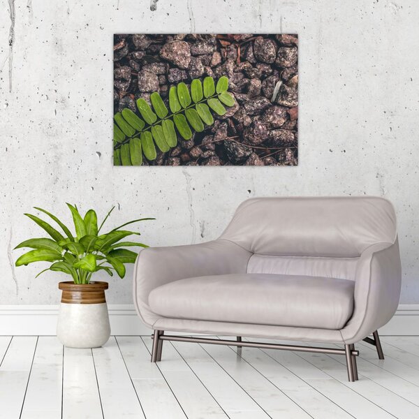 Tablou cu planta verde (70x50 cm)