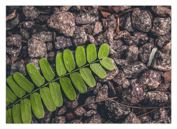 Tablou cu planta verde (70x50 cm)