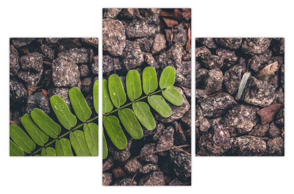 Tablou cu planta verde (90x60 cm)