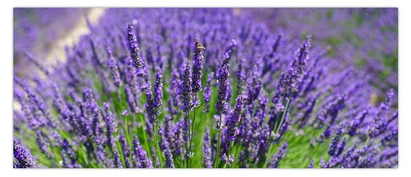 Tablou - lavanda (120x50 cm)