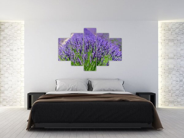 Tablou - lavanda (150x105 cm)