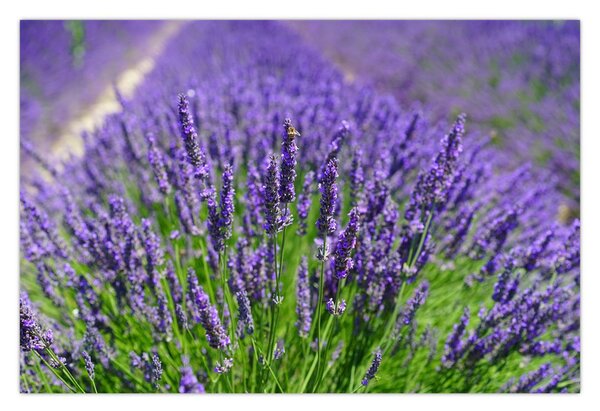 Tablou - lavanda (90x60 cm)