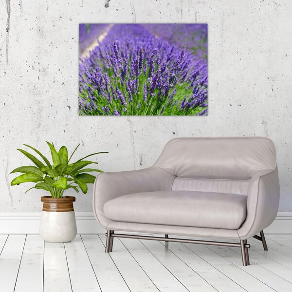 Tablou - lavanda (70x50 cm)