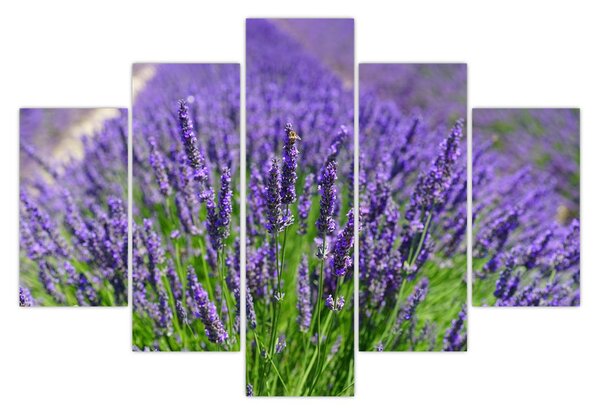 Tablou - lavanda (150x105 cm)