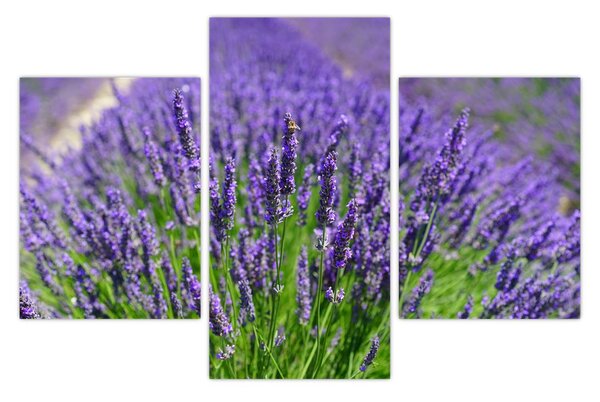 Tablou - lavanda (90x60 cm)