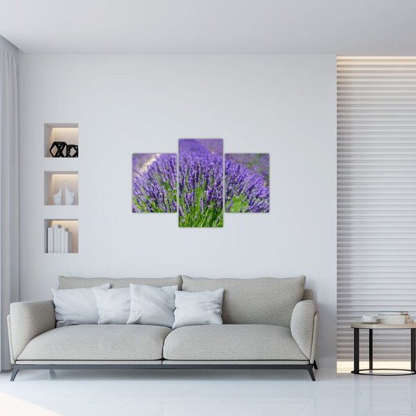 Tablou - lavanda (90x60 cm)