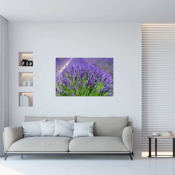 Tablou - lavanda (90x60 cm)