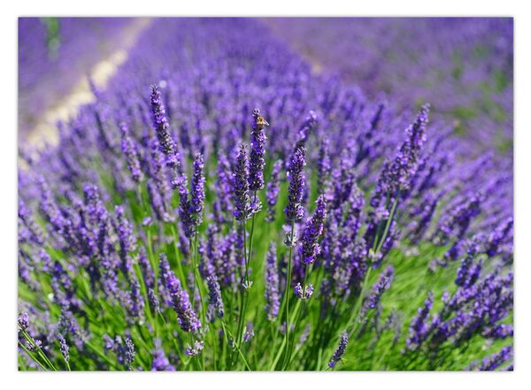 Tablou - lavanda (70x50 cm)