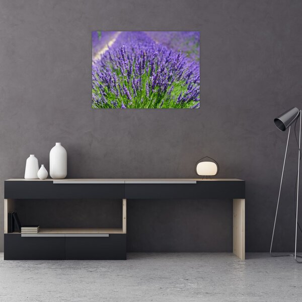 Tablou - lavanda (70x50 cm)