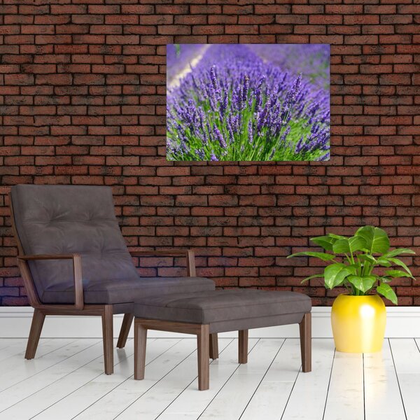 Tablou - lavanda (70x50 cm)