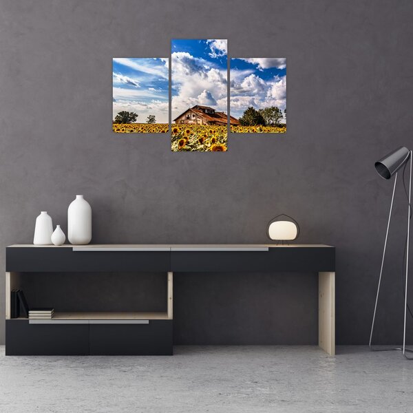 Tablou cu câmp de floarea soarelui (90x60 cm)