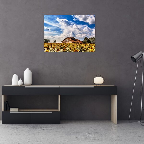 Tablou cu câmp de floarea soarelui (70x50 cm)