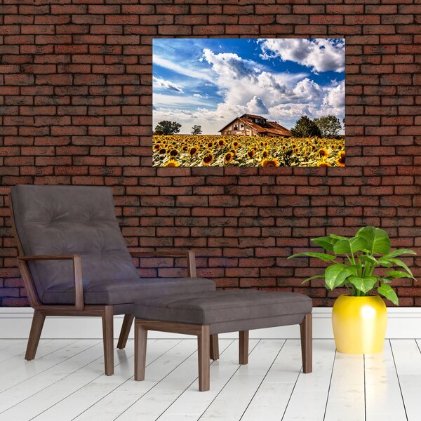 Tablou cu câmp de floarea soarelui (90x60 cm)