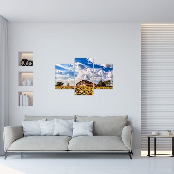Tablou cu câmp de floarea soarelui (90x60 cm)