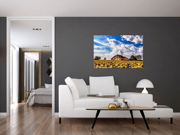 Tablou cu câmp de floarea soarelui (90x60 cm)