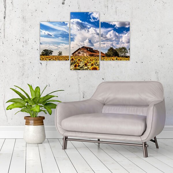 Tablou cu câmp de floarea soarelui (90x60 cm)