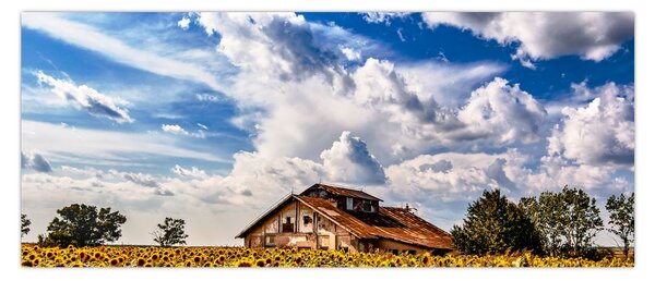 Tablou cu câmp de floarea soarelui (120x50 cm)