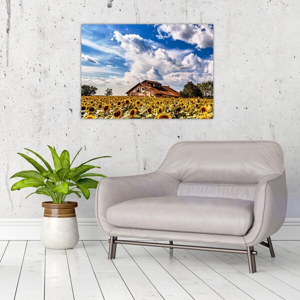 Tablou cu câmp de floarea soarelui (70x50 cm)