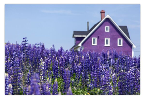 Tablou cu câmp de lavanda (90x60 cm)