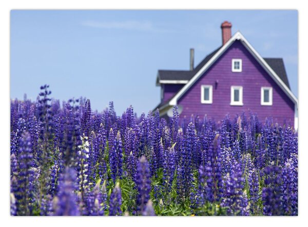 Tablou cu câmp de lavanda (70x50 cm)