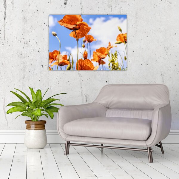 Tablou cu macii (70x50 cm)