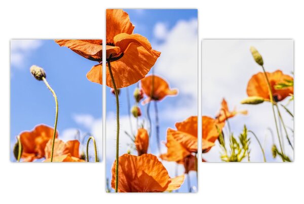 Tablou cu macii (90x60 cm)