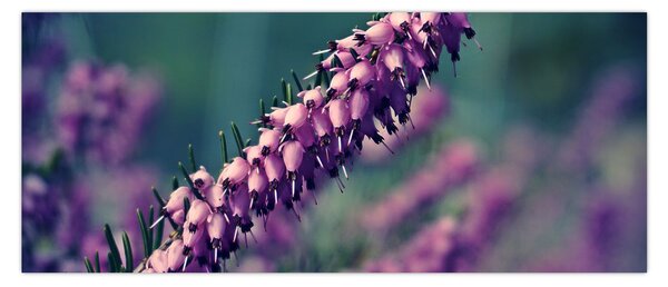 Tablou cu floare violetă (120x50 cm)